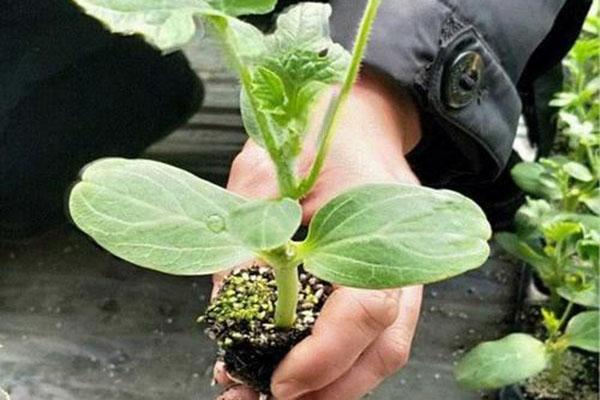 廠(chǎng)區環(huán)境的綠化要點(diǎn)！