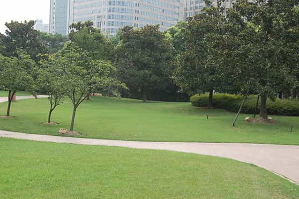 綠化養護如何成功移植植物？